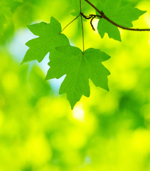 green leaves