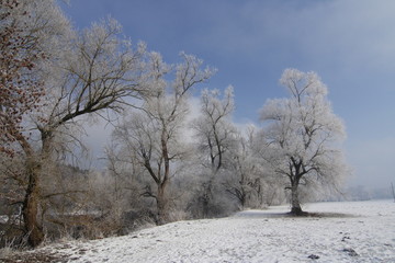 Fototapeta na wymiar Drzewa na rzece z rym