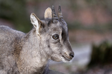 Steinbockkitz