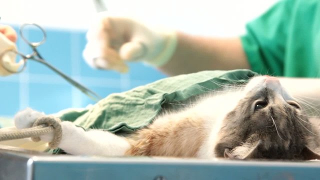 chat sur la table d'op&eacute;ration