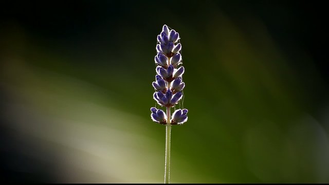 Fiore di lavanda
