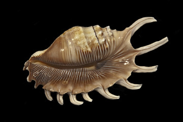 Shell of Lambis millipedes isolated on black