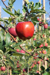 Apfel am Baum - apple on tree 134