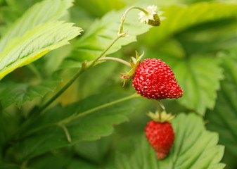 strawberry bush