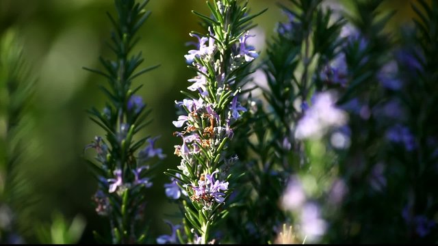 profumo di lavanda