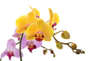 Orchideen 35