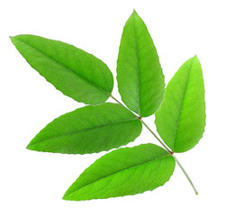 five green leaves isolated