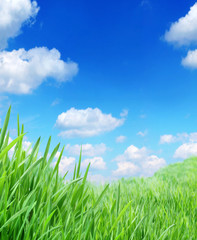 Obraz premium green grass against the sky