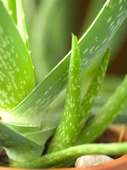 Fototapeta premium Green leaves of aloe plant close up. Macro