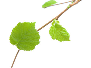 Green leaf of petals over white background.
