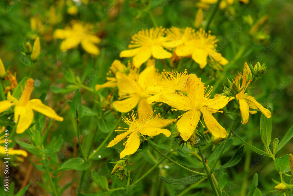 Wall mural Johanniskraut - St Johns wort 12