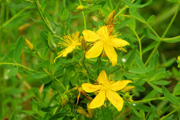 Johanniskraut - St Johns wort 11