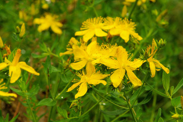 Johanniskraut - St Johns wort 12