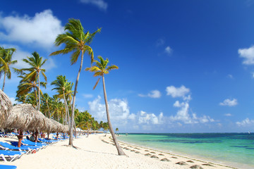 Resort beach fringed with palm trees, sunshades and beach chairs - obrazy, fototapety, plakaty