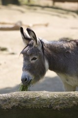 Eating donkey