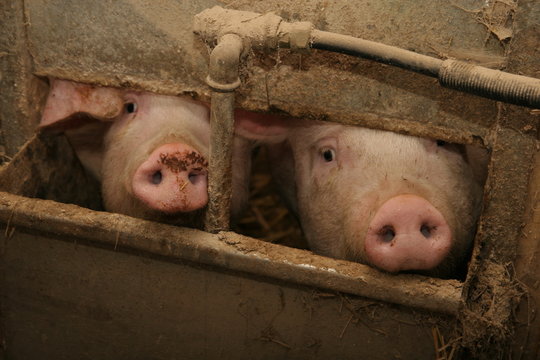 schweine