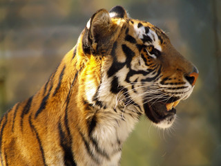 Tiger face closeup showing some mean teeth