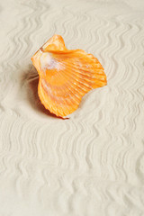 cockleshells on sand