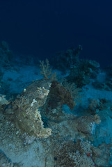 Fototapeta premium Submerged artifact