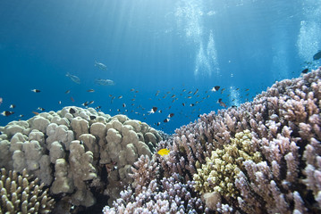 Naklejka na ściany i meble Tropical coral reef in blue water