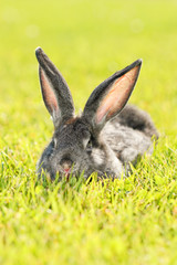 Rabbit