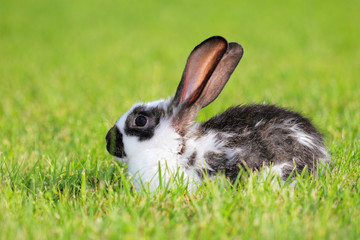 Rabbit