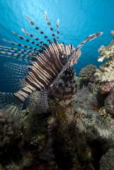 Orante tropical fish