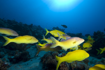 Yellowsaddle goatfish  Small school Red Sea, Egypt.