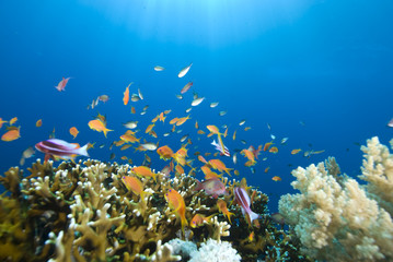 Fototapeta na wymiar Gold Tropical fish and coral reef