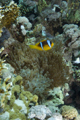 Red sea anemonefish (amphiprion bicinctus)