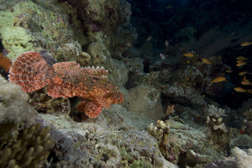 Fototapeta na wymiar Bearded scorpionfish (scorpaenopsis barbata)