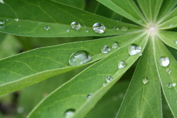 Raindrops on the plant