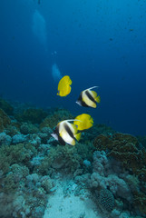 Fototapeta na wymiar Colourful tropical fish