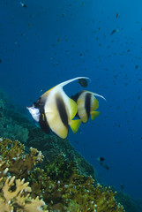 Two colourful tropical fish