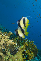 Two colourful tropical fish