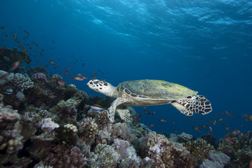 Hawksbill Sea Turtle