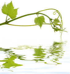 tige vigne fond blanc