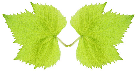 feuilles vigne fond blanc