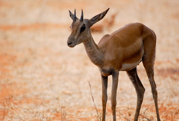 Gazelle
