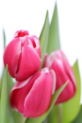 Tulpen