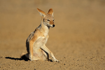 Black-backed Jackal, Kalahari desert, South Africa