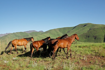 Fototapeta na wymiar Horses, Drakensberg mountains, South Africa