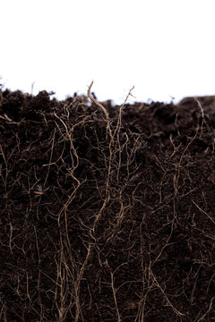 Schnitt ein Gartenerde