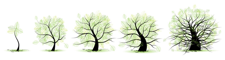 Life stages of tree:childhood,youth,adulthood,old age