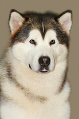 alaska malamute