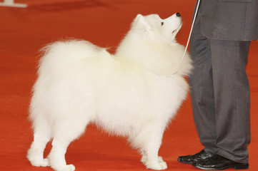 volpino
