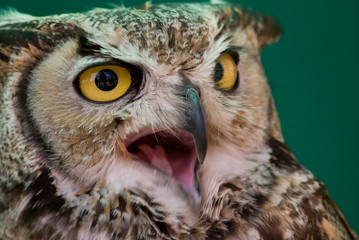 European Eagle Owl close up