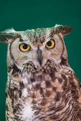 European Eagle Owl face on eye contact