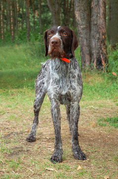 started german wirehaired pointer