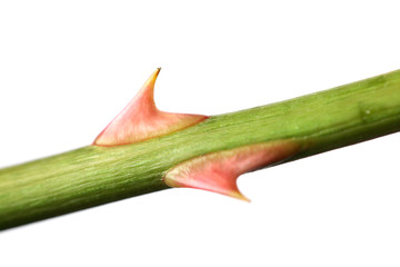 Fototapeta premium rose thorn on green stem